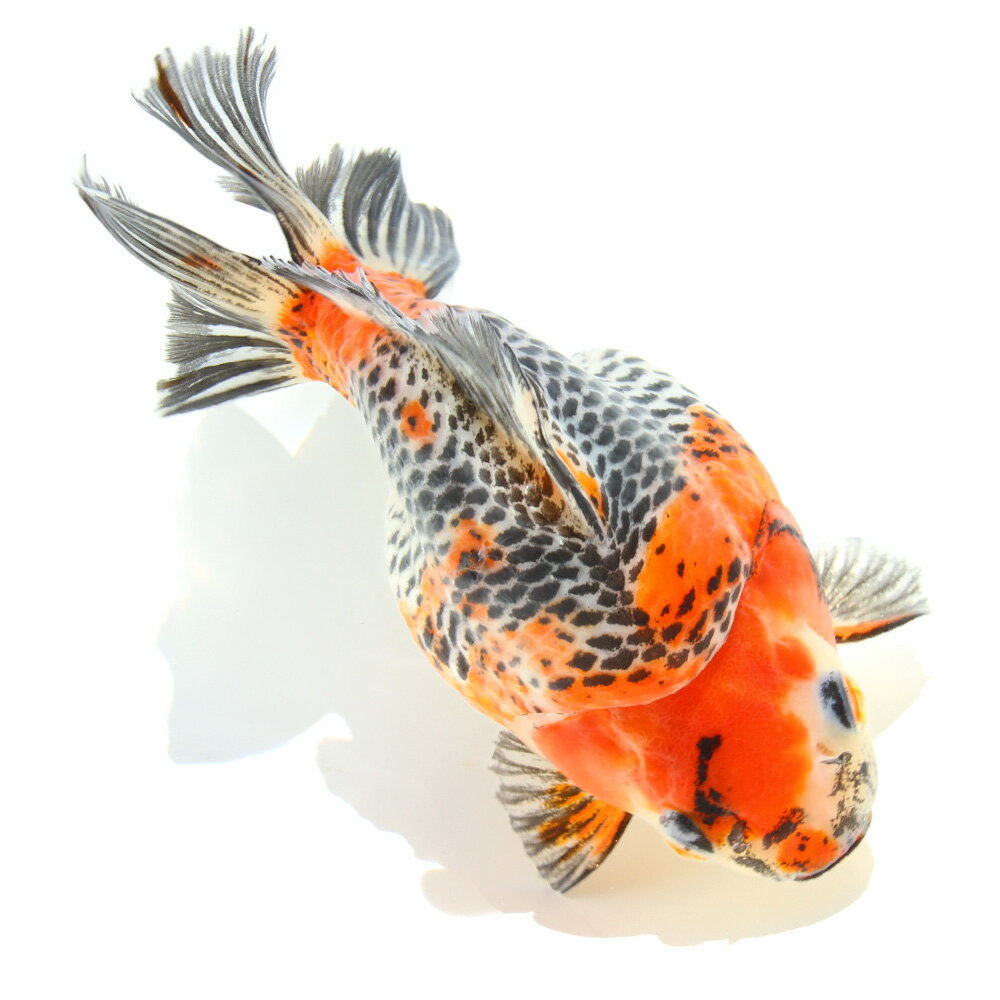 一点物五色琉金ショートテール15cm±