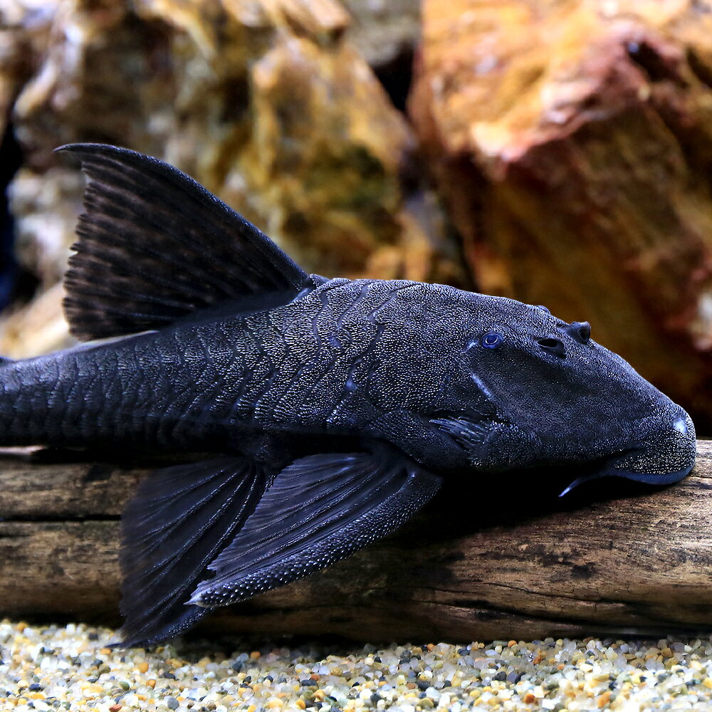 （熱帯魚）ブラックフォークテール・アカリエスピーニョ（ワイルド）（1匹）　北海道・九州航空便要保温