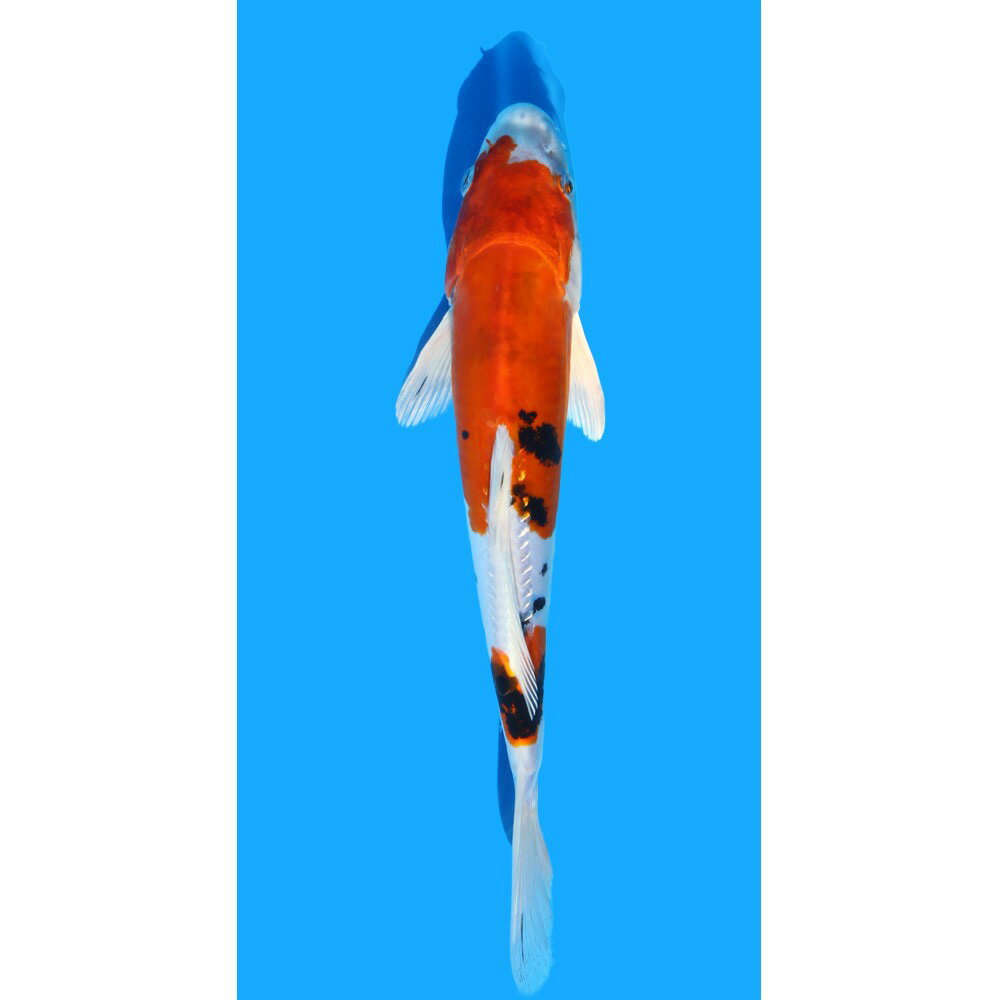 �ʶӸ�˰���ʪ���ɥ�������������25cm�ޡ�1ɤ��