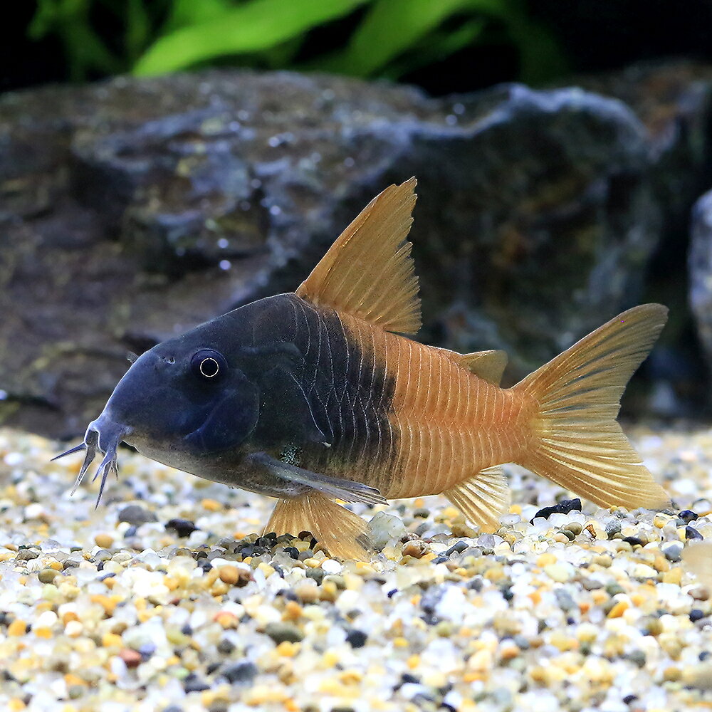 （熱帯魚）コリドラス・ビーコンコロール　Lサイズ（ワイルド）（1匹）　北海道・九州航空便要保温