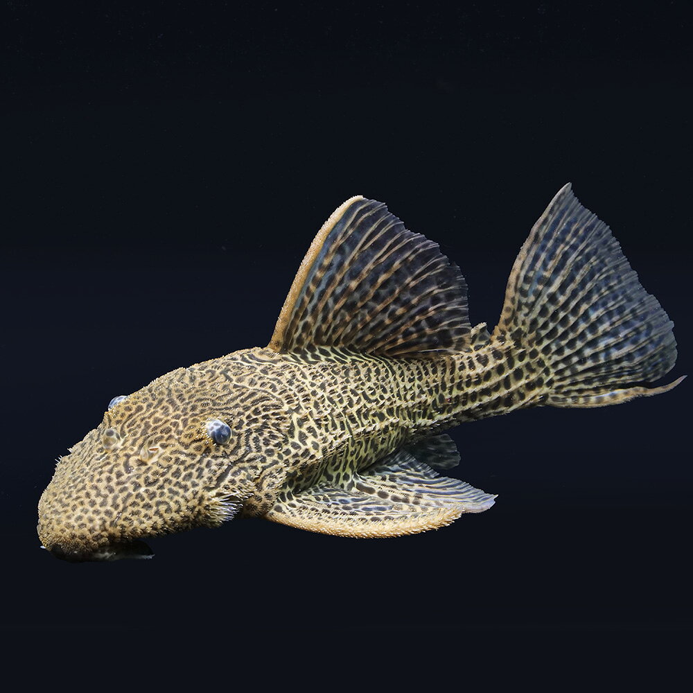 （熱帯魚）一点物　ドラゴンハイフィンレオパード・トリム　30〜31cm（1匹）　北海道・九州航空便要保温