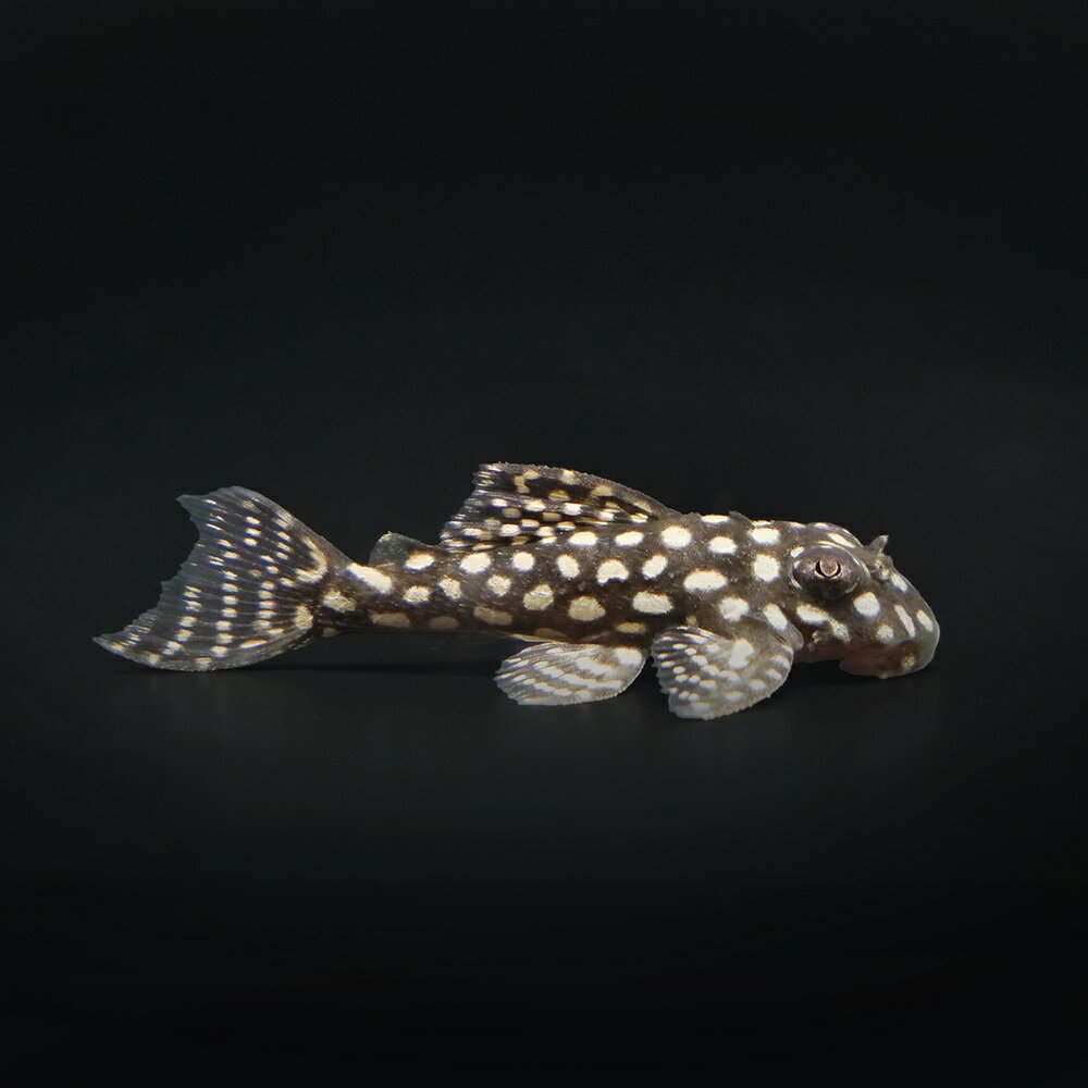 （熱帯魚）一点物　スターダスト・クラウンプレコ　L136c（ブリード）（1匹）　北海道・九州航空便要 ...