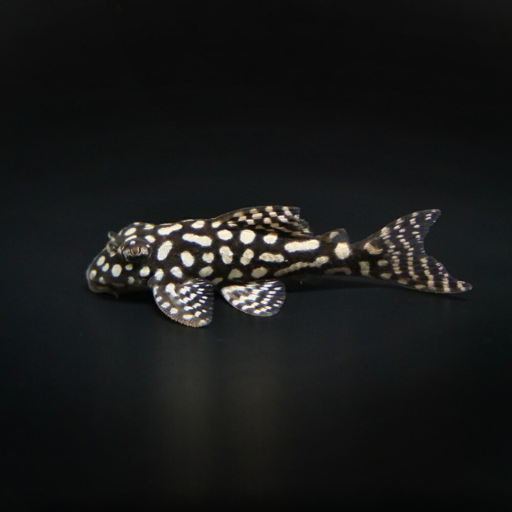 （熱帯魚）一点物　スターダスト・クラウンプレコ　L136c（ブリード）（1匹）　北海道・九州航空便要 ...