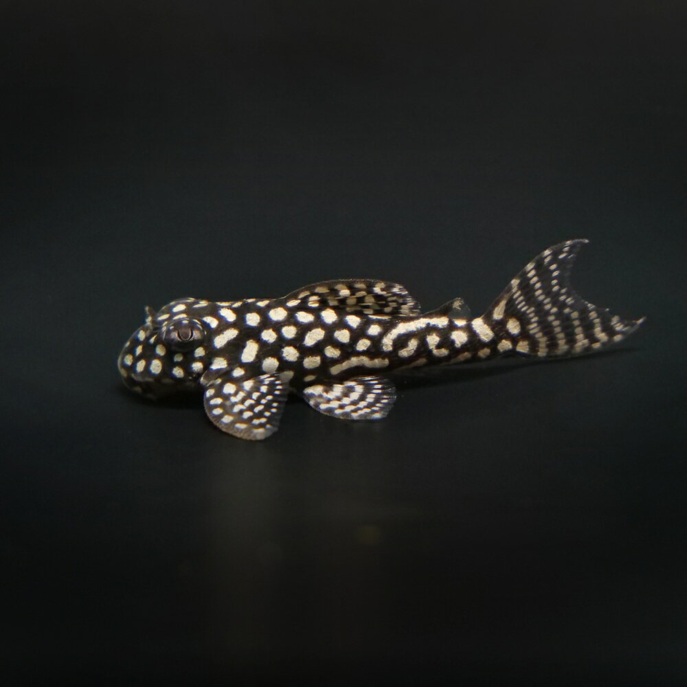 （熱帯魚）一点物　スターダスト・クラウンプレコ　ドンキーフェイス　L136c（ブリード）（1匹）　北 ...