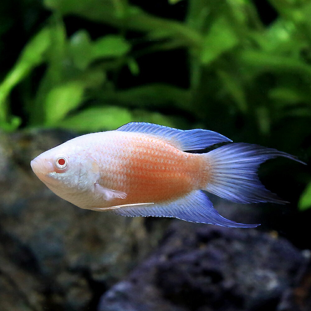 （熱帯魚）アルビノブルーフィンレッドフレームパラダイスフィッシュ（1匹）　北海道・九州航空便要保温