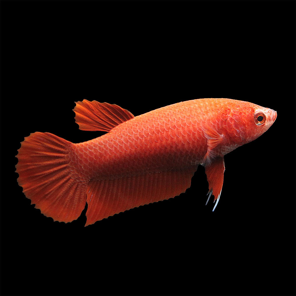 （熱帯魚）ベタ・ハーフムーンプラカット　スーパーレッド　メス（1匹）　北海道・九州航空便要保温