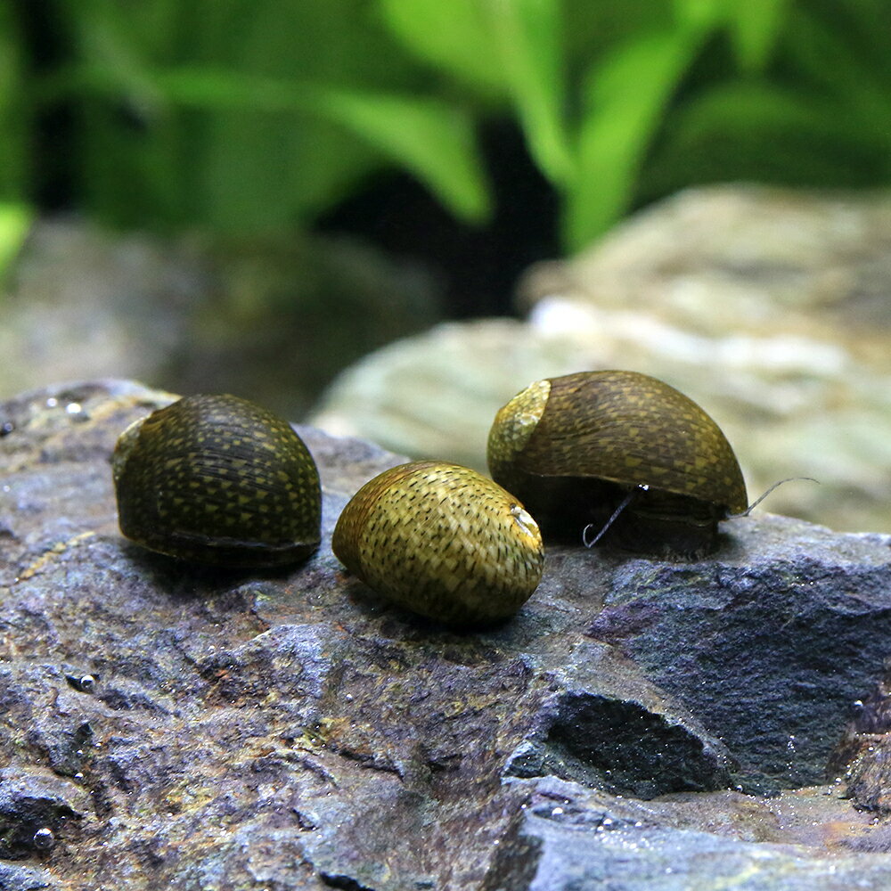 �ʥ��ӡ������д��������̺ѡ�10ɤ�ˡ��̳�ƻ���彣�Ҷ������ݲ�