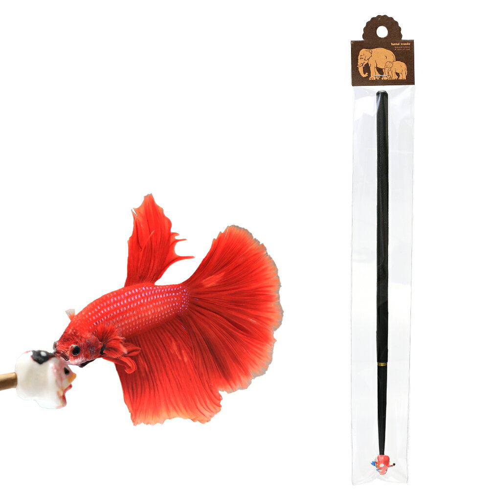 （熱帯魚）ベタ　フレアリングスティック　柄おまかせ　Lサイズ（約25cm）（1本）