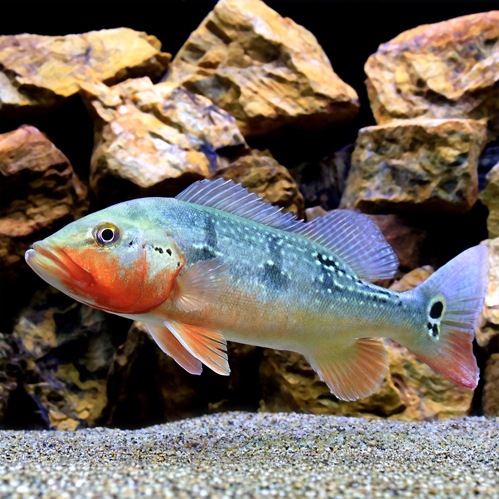 楽天市場】キクラ（観賞魚｜熱帯魚・アクアリウム）：ペット・ペット