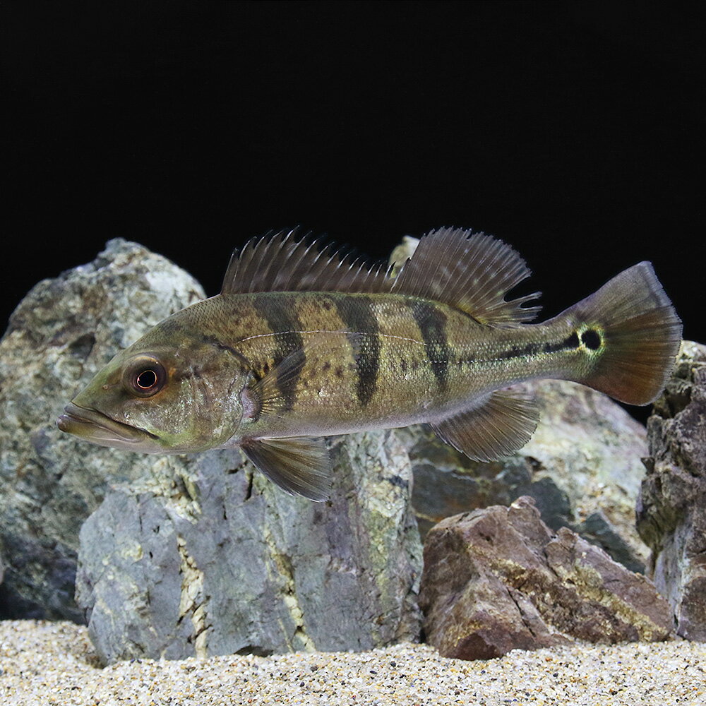 キクラ・ケルベリーMサイズ北海道・...