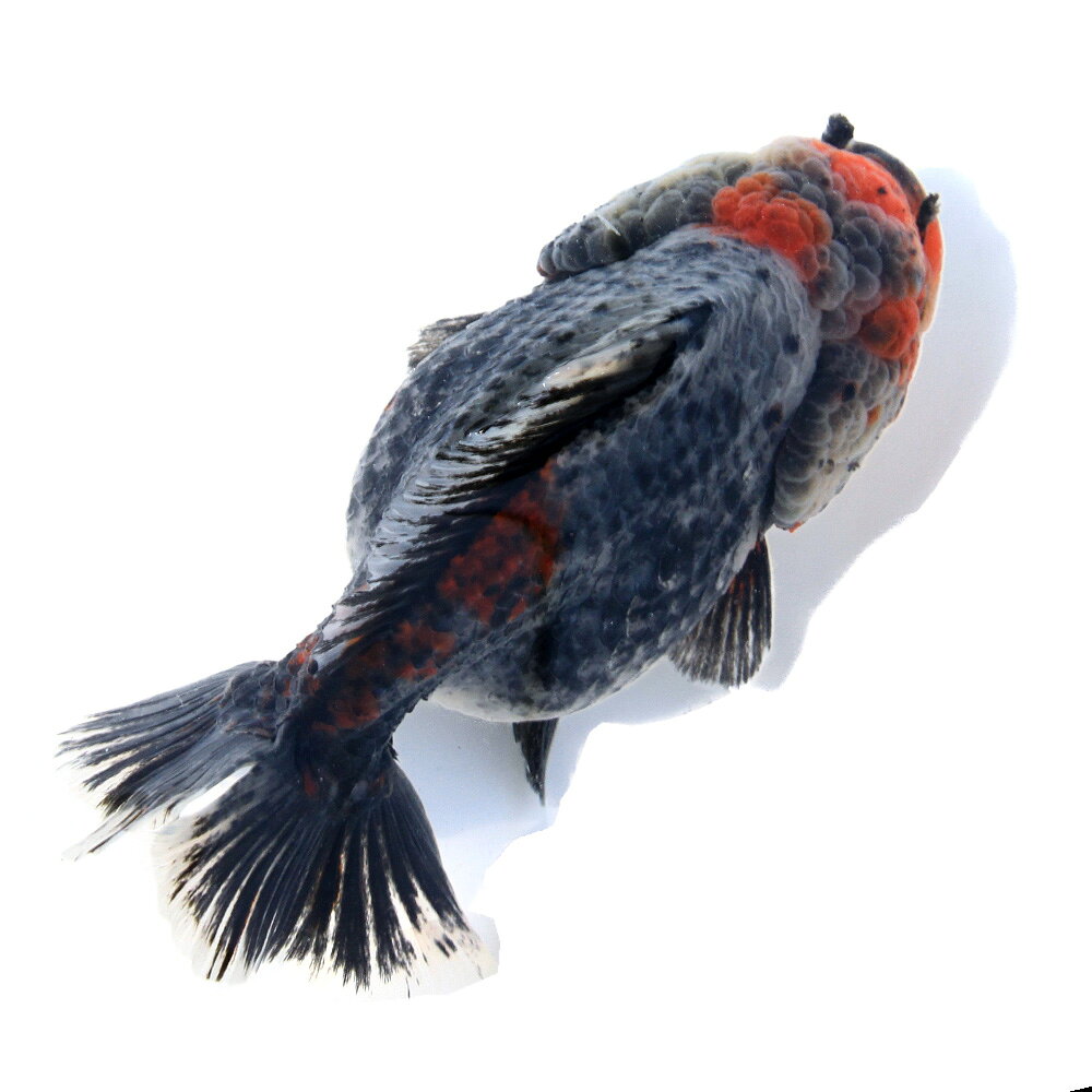 楽天市場】ショートテール オランダ（観賞魚｜熱帯魚・アクアリウム