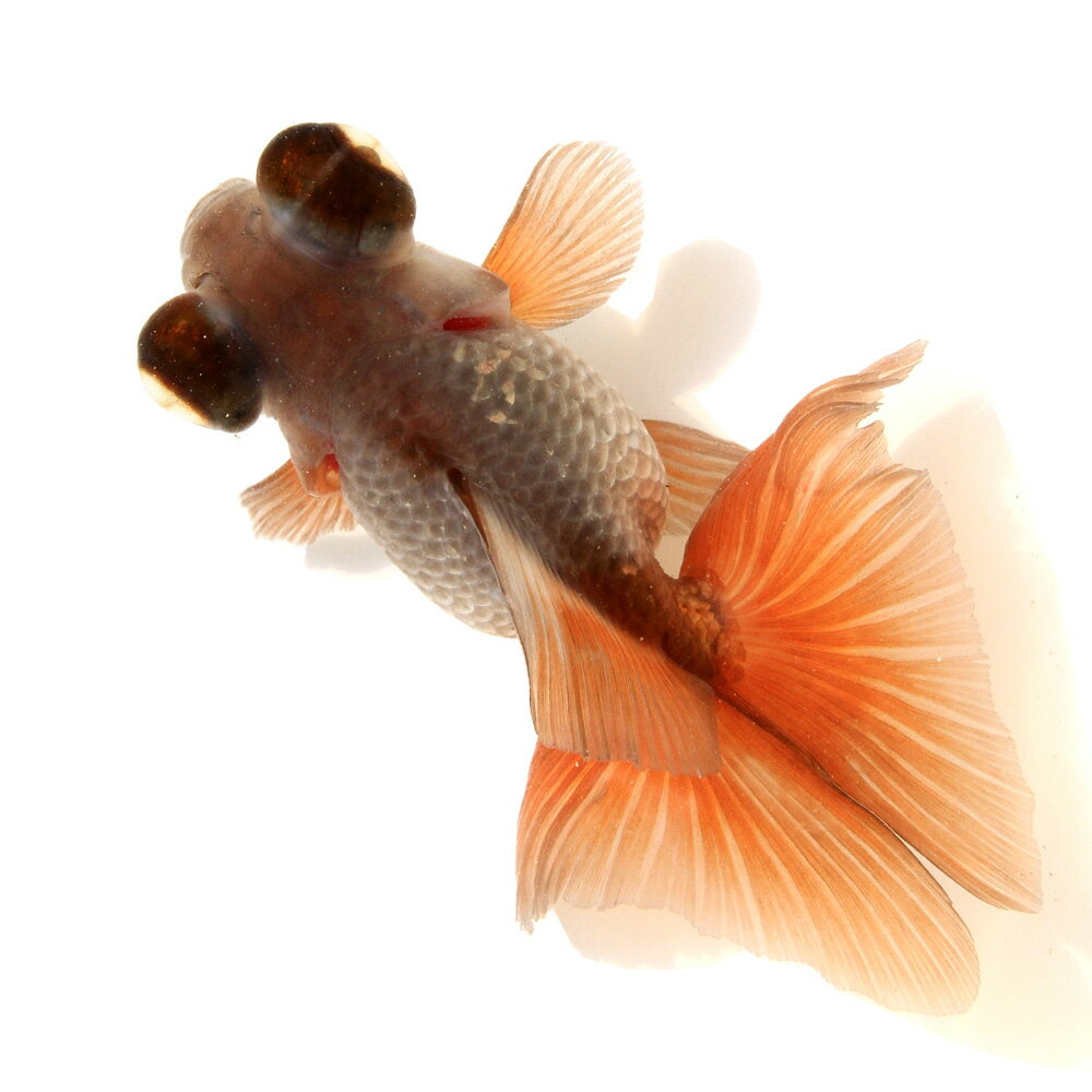 楽天市場】金魚 瑪瑙の通販