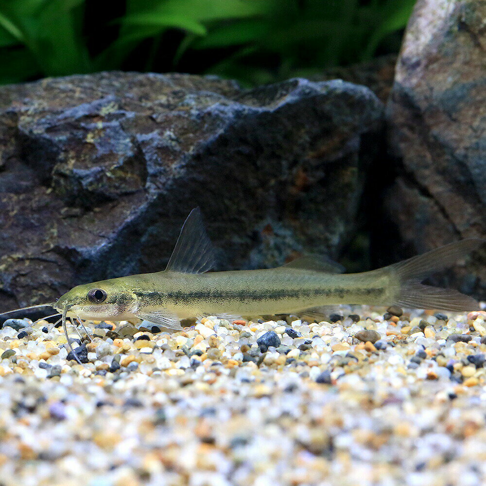 （熱帯魚）ピメロディア　グラキリス（1匹）　北海道・九州航空便要保温