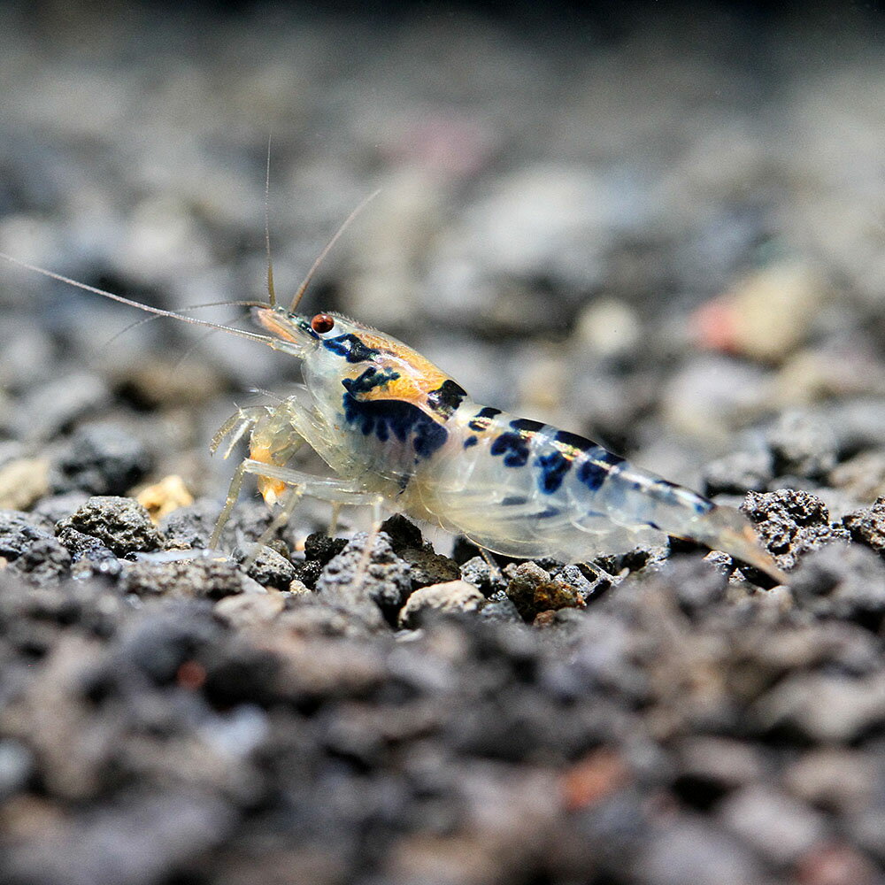 �ʥ��ӡ˰���ʪ���ɥ饴��֥�åɥ�����ס�1�ڥ��ˡ��̳�ƻ���彣�Ҷ������ݲ�