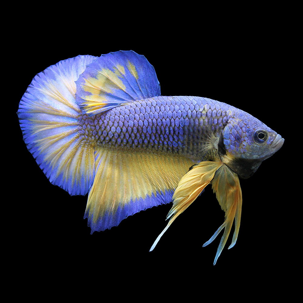 （熱帯魚）一点物　ベタ・ハーフムーンプラカット　マスタード　オス（1匹）　北海道・九州航空便要保温　 ...