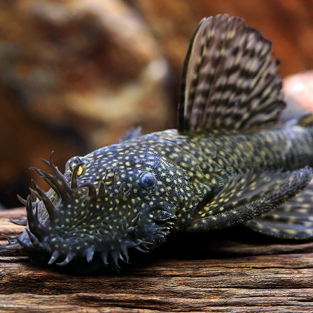 （熱帯魚）ブッシープレコ　Lサイズ　オス（ブリード）（1匹）　北海道・九州航空便要保温