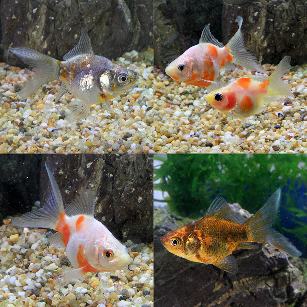 楽天市場】金魚 玉の通販