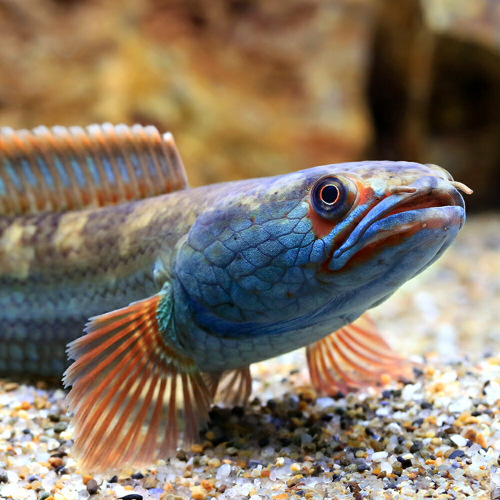 楽天市場】熱帯魚 スネークヘッド（観賞魚｜熱帯魚・アクアリウム