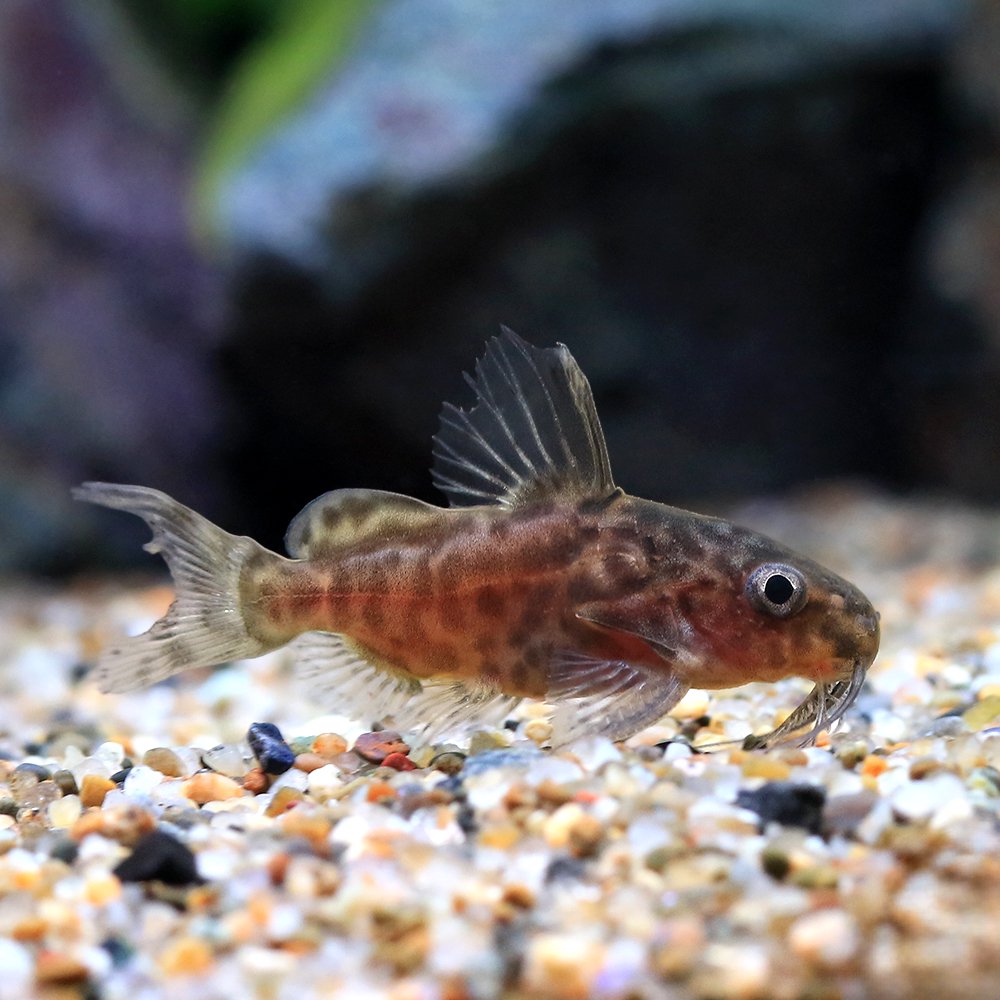 （熱帯魚）シノドンティス・ショウテデニー（ブリード）（1匹）　北海道航空便要保温