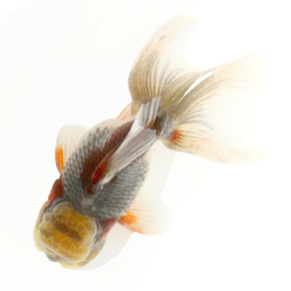 一点物東錦変わり柄11cm±