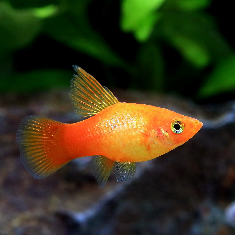 （熱帯魚）ハイフィンサンセットプラティ（4匹）　北海道・九州航空便要保温
