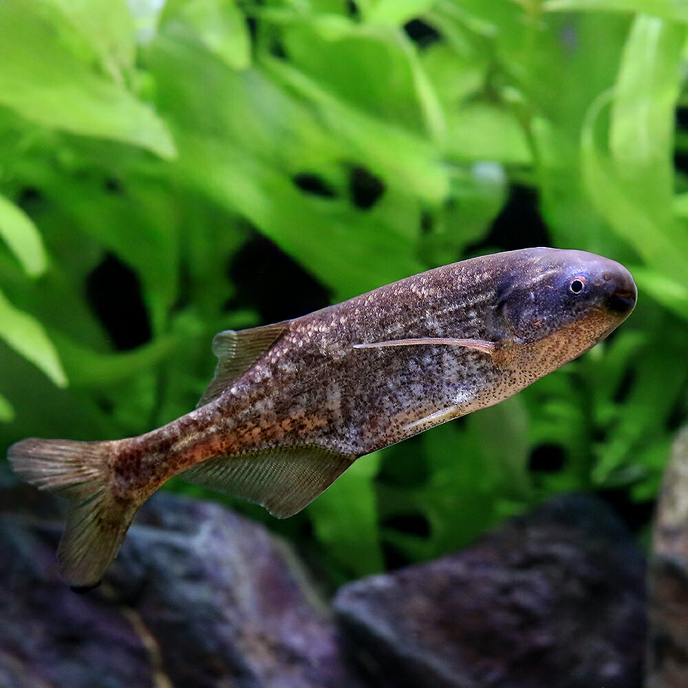 （熱帯魚）ブリエノミルス　ニジェール　ナイジェリア（1匹）　北海道航空便要保温