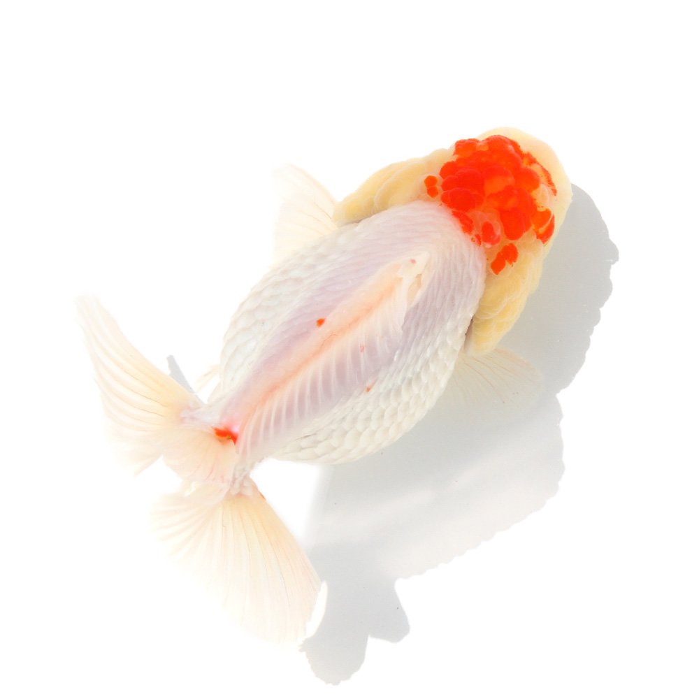 （金魚）一点物　更紗オランダ獅子頭　ショートテール　インドネシア産　11cm±（1匹）