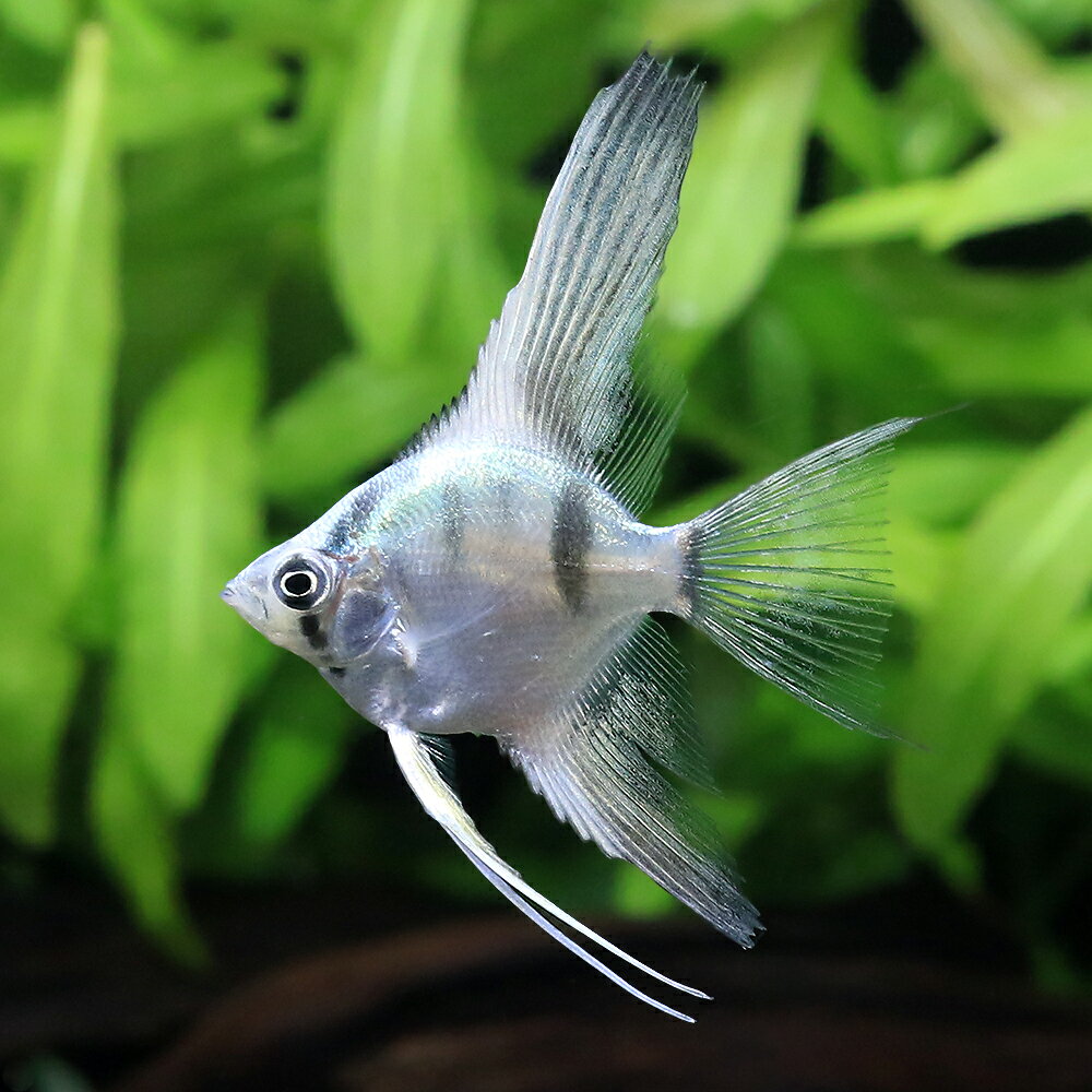 （熱帯魚）（B品）アバターブルーベールテールエンゼルフィッシュ（国産ブリード）（1匹）　北海道航空便要保温