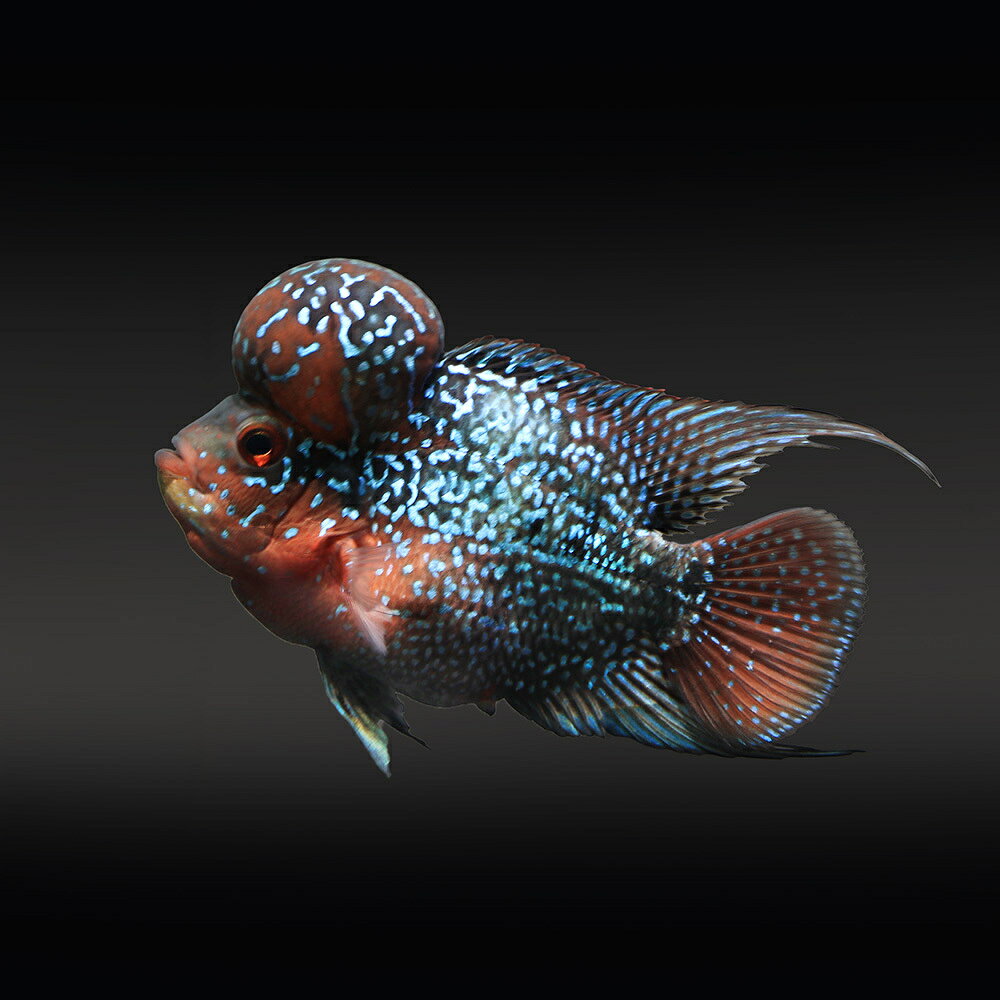 画像撮影日：2026年7月7日お送りする個体は体長約8〜10cm程度となります。魚の性質上、ヒレ欠けやヒレ裂けがある場合がございます。ご了承の上お買い求め下さい。個体サイズや模様、雌雄の指定についてはお受け致しかねますのでご了承下さい。ド派手な色彩！唯一無二のバリエーションフラワーホーンショートボディ（1匹）販売名フラワーホーンショートボディ学名（※）Cichlasoma　citrinellum　×　Cichlasoma　trimaculatum（Amphilophus　citrinellus　×　Amphilophus　trimaculatus）（※）…改良品種や学名が不明の種は流通名での記載の場合があります。別名花羅漢分布改良品種飼育要件最大体長　　　→　30cm温度　　　　　　→　25〜30度水質　　　　　　→　弱酸性〜弱アルカリ性餌　　　　　　　 →　人工飼料、生餌※飼育環境は一例です。必ずしもこの環境下であれば飼育できることを確約するものではございません。種類詳細2001年のアクアラマで紹介され、一躍世界中でペットフィッシュとして広まった、シクラソマを元に作出された改良種です。フラミンゴシクリッドとトリマクラータス種の異種交配をベースに、数種のシクラソマグループを交配したといわれ、その交配過程は複雑でほとんど公開されていません。東南アジアの華僑を中心に人気を集め、風水的な意味を重視しています。成長と共に発達する肉瘤は“相”と呼ばれ、悟りを得た僧（羅漢）を表しています。また、“彩”と呼ばれる赤い体色は幸福を意味し、花弁を表した体側のスポットは“様”と呼ばれます。フラワーホーンはこの“相”、“彩”、“様”のコントラストが重要とされ、交配により様々な品種が生み出されています。色彩には個体差も大きく、同じ個体はいないといわれるほど多くのバリエーションを持ちます。飼育者に良く慣れ、丈夫で何でも良く食べることからペットフィッシュとして飼育しやすく、60cm以上のサイズであればそれほど大きな水槽でなくても飼育可能な点も大きな魅力です。飼育のポイント水質にはうるさくなく飼育は容易です。餌は何でも良く食べ、人工飼料でも十分に飼育可能です。一般に生餌を与えると肉瘤の発達が良く、色揚げ効果の高いエサはフラワーホーンの体色をさらに引き上げてくれます。水草はかじってしまうことがあります。また、底砂を掘ってしまうことがあるのでベアタンクでの飼育が適しています。混泳の注意点肉食性なので口に入る小さなエビや小型魚との混泳はできません。同種間では激しくケンカをし、他種にも気の荒い部分を見せます。硬い歯を持つことから致命傷となることもあり、単独飼育が適しています。繁殖一般にヒレが伸長し、肉瘤が良く発達するのがオスとされていますが、幼魚、若魚では判別不能です。流通するのはオス個体がほとんどのため、流通量の多い品種の中に稀に混ざっているメス個体や他種のメスを使用する方法が知られています。繁殖を狙う場合は90cm以上の水槽で若魚から複数匹飼育し、自然形成されたペアを得る必要があります。出来上がったペアは一緒に行動し、他魚を追い払いテリトリーを主張するようになります。流木や石などの産卵基質となるものを用意すれば容易に産卵します。孵化した稚魚はブラインシュリンプなどを与えるとよいでしょう。その他—点滴法で生体にやさしい　水抜き・水合わせキットPSBQ10　ピーエスビーキュート　淡水用　500mL　メダカ　金魚　熱帯魚　光合成細菌　バクテリア定着型バクテリア　ばくとQ10　淡水・海水用　500mL　バクテリア　熱帯魚　海水魚ff　num300　フラワーホーン用　スティック（浮上性）　100g　プレミアム健康管理フード　大型魚　餌　エサ　えさ　お一人様10点限り大型魚用フード　ひとくちクリル　「ff　num22」　100g　aquarium　fish　food　series　アロワナ　エサ … _aqua　熱帯魚・エビ他　シクリッド　種類で選ぶ　フラワーホーン・パロット　1匹　Cichlasoma　citrinellum　trimaculatum　Amphilophus　citrinellus　trimaculatus　中南米産　フラワーホーン　ショートボディ　kodawari1ten　y26m7■この商品をお買い上げのお客様は、下記商品もお買い上げです。※この商品には付属しません。■点滴法で生体にやさしい　水抜き・水合わせキットPSBQ10　ピーエスビーキュート　淡水用　500mL　メダカ　金魚　熱帯魚　光合成細菌　バクテリア定着型バクテリア　ばくとQ10　淡水・海水用　500mL　バクテリア　熱帯魚　海水魚ff　num300　フラワーホーン用　スティック（浮上性）　100g　プレミアム健康管理フード　大型魚　餌　エサ　えさ　お一人様10点限り大型魚用フード　ひとくちクリル　「ff　num22」　100g　aquarium　fish　food　series　アロワナ　エサ