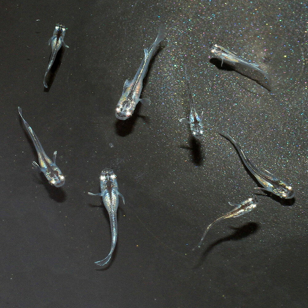 お送りする個体は体長0．5〜2cm程度です。成長期の稚魚での発送となる為、発送時には表記サイズより大きめでの発送となる場合がございます。個体サイズや模様、雌雄の指定についてはお受け致しかねますのでご了承下さい。無選別マリアージュ龍鱗メダカ　稚魚稚魚販売に関するご注意こちらの商品の名称は繁殖に使用した親魚の品種名になります。商品の性質上、お送りする稚魚は必ずしも親と同じ色彩、形質が発現するとは限らず、成長後の色彩、固定率等の保証は致しかねます。また、こちらの商品は無選別で掬わせていただくため、雌雄の判別や体型、発色、サイズなどに差異や偏りがある場合がございますのでご了承下さい。販売名無選別　マリアージュ龍鱗メダカ　稚魚学名（※）Oryzias　latipes　var.（改良メダカ）Oryzias　sakaizumii（キタノメダカ）Oryzias　latipes（ミナミメダカ）（※）…改良品種や学名が不明の種は流通名での記載の場合があります。分布改良品種（原種：日本）飼育要件最大体長　　　→　約3〜4cm温度　　　　　 →　5〜28度水質　　　　　 →　弱酸性〜弱アルカリ性餌　　　　　　 →　人工飼料、生餌混泳　　　　　 →　可能※…飼育環境は一例です。必ずしもこの環境下であれば飼育できることを確約するものではございません。種類詳細学名のOryziasはイネ属のOryzaiに由来し、原種は日本全国の水田や小川に生息しています。現在では様々な改良品種が存在し、観賞価値が高いものが多いです。飼育も容易で、水が凍ってしまわなければ屋外で越冬させることも容易です。ボウフラを好んで食べるためビオトープで飼育されることも多いです。また、2013年にそれまで1種と考えられていたメダカには実は2種含まれていたことが正式に発表され、それぞれ「キタノメダカ」と「ミナミメダカ」と名付けられました。改良メダカはミナミメダカがベースとなっています。品種詳細マリアージュ×龍鱗の掛け合わせです。v飼育のポイント病気にさえならなければ非常に丈夫で、水質の悪化や低温にも耐えうる強靭な強さを持っています。しかし、急激な水質や水温の変化にはもろい部分もあり、早い水流は好みません。また、スレにも弱いので網ですくう際などは注意が必要です。安定した水質を得ることができ、産卵床としても使用できるマツモ等の水草やホテイアオイ等の浮草を利用するといいでしょう。また、導入直後はスレなどがある可能性があり、不安定なので塩を少量入れるのも効果的です。混泳の注意点熱帯魚や日本産淡水魚のどちらもサイズが同程度で、性格が温和な種類であれば問題なく混泳できます。メダカ同士でも問題なく混泳させることができますが、品種の維持をする際は注意が必要です。肉食性の強い種との混泳には適しておらず、捕食されてしまう可能性があります。繁殖繁殖は容易で、屋内でも屋外でも繁殖させることができます。背ビレに切り込みがあり、尻ビレが幅広いのがオスでこれらの特徴を持たないのがメスです。オスとメスをある程度の匹数用意することで、メスが総排泄口付近に卵をぶら下げている姿を見ることができます。1ペアでも繁殖行動は確認でき、増やすことができます。産卵床としてマツモなどの水草や、ホテイアオイなどの浮草を用意すると水草の茎や葉、浮草の根に卵が産み付けられます。また、産卵床がない状態だと過抱卵になったり、卵を水槽底やシリコン部分に産み付ける可能性があります。産卵は朝に行われることが多く、一度産卵が始まると数日間で何度も産卵が行われます。産卵された卵はそのままでも孵化させることができますが、生まれたての稚魚が親魚に食べられてしまう場合があるため、別の水槽や隔離ネットなどに移した方がいいでしょう。卵は水温にもよりますが、1週間〜10日間ほどで孵化します。稚魚は親魚に与えていた人工飼料を細かくして与えるか、稚魚用の人工飼料を与えれば成長させることができます。その他の方法として、産卵床にシュロの皮や毛糸などで作ったモップを使用したり、取れた卵をほぐしてメチレンブルー系の薬に漬けて死卵を防ぐといった方法もあります。その他キタノメダカとミナミメダカの2種は数が少なく、絶滅危惧2類としてレッドデータブックに記載されています。遺伝子の型からキタノメダカは2タイプ、ミナミメダカは9タイプが知られています。また、安易な放流によって、2種および地方集団間で、攪乱が起こって問題になっています。現在では、改良メダカの放流が問題視されているので、川や池への放流は絶対にしないでください。（生餌）死着保証なし　タマミジンコ入り飼育水（500ml）1本　活餌（生餌）死着保証なし　ゾウリムシミックス　インフゾリア（500ml）　活餌（水草）メダカに合う水草セット　2種（水中葉）（無農薬）（1セット）（説明書付）めだか（水草）メダカの水草レイアウトセット（浮草）おまかせ浮き草　3種セット（無農薬）（各1株）（浮草）おまかせ浮き草　3種セット（無農薬）（各1株）メダカ用フード　大粒タイプ「ff　num33」　40ml　aquarium　fish　food　series　めだか　エサ　餌　メダカの餌PSBQ10　ピーエスビーキュート　淡水用　500mL　メダカ　金魚　熱帯魚　光合成細菌　バクテリア（浮草）おまかせ浮き草　3種セット（無農薬）（各1株）（水草）メダカ・金魚藻　カボンバ（バラ10本）（水草）メダカ・金魚藻　国産　無農薬アナカリス（10本） … _aqua　Oryzias　latipes　var．　ビオトープにおすすめの生体　biotope　熱帯魚　エビ他　日本産メダカ　黄金メダカ　nittan_medaka_youkihi　黄金　ラメ　紅雅　舞めだか　20260711　YK　メダカ　メダカ生体　無選別　マリアージュメダカ　稚魚　y26m07・（めだか）無選別　マリアージュ龍鱗メダカ　稚魚（1匹） 構成する商品内容は在庫状況により予告無く変更になる場合がございます。予めご了承下さい。■この商品をお買い上げのお客様は、下記商品もお買い上げです。※この商品には付属しません。■（生餌）死着保証なし　タマミジンコ入り飼育水（500ml）1本　活餌（生餌）死着保証なし　ゾウリムシミックス　インフゾリア（500ml）　活餌（水草）メダカに合う水草セット　2種（水中葉）（無農薬）（1セット）（説明書付）めだか（水草）メダカの水草レイアウトセット（浮草）おまかせ浮き草　3種セット（無農薬）（各1株）（浮草）おまかせ浮き草　3種セット（無農薬）（各1株）メダカ用フード　大粒タイプ「ff　num33」　40ml　aquarium　fish　food　series　めだか　エサ　餌　メダカの餌PSBQ10　ピーエスビーキュート　淡水用　500mL　メダカ　金魚　熱帯魚　光合成細菌　バクテリア（浮草）おまかせ浮き草　3種セット（無農薬）（各1株）（水草）メダカ・金魚藻　カボンバ（バラ10本）（水草）メダカ・金魚藻　国産　無農薬アナカリス（10本）