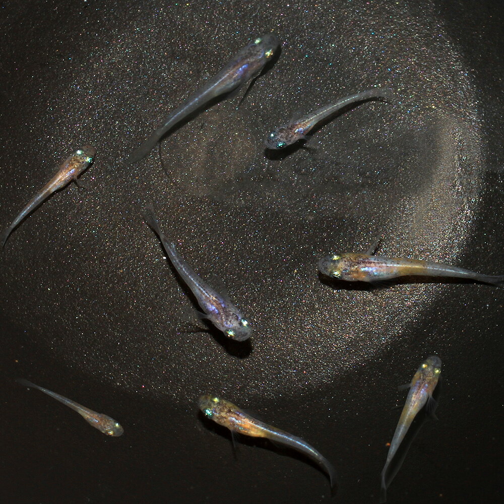 お送りする個体は体長0．5〜2cm程度です。親魚は両目アースアイの個体ですが、必ずしも稚魚にその表現がでるとは限りません。ご了承ください。成長期の稚魚での発送となる為、発送時には表記サイズより大きめでの発送となる場合がございます。個体サイズや模様、雌雄の指定についてはお受け致しかねますのでご了承下さい。無選別　三色ラメアースアイリアルロングフィンメダカ　稚魚稚魚販売に関するご注意こちらの商品の名称は繁殖に使用した親魚の品種名になります。商品の性質上、お送りする稚魚は必ずしも親と同じ色彩、形質が発現するとは限らず、成長後の色彩、固定率等の保証は致しかねます。また、こちらの商品は無選別で掬わせていただくため、雌雄の判別や体型、発色、サイズなどに差異や偏りがある場合がございますのでご了承下さい。販売名無選別　三色ラメアースアイリアルロングフィンメダカ　稚魚学名（※）Oryzias　latipes　var.（改良メダカ）Oryzias　sakaizumii（キタノメダカ）Oryzias　latipes（ミナミメダカ）（※）…改良品種や学名が不明の種は流通名での記載の場合があります。分布改良品種（原種：日本）飼育要件最大体長　　　→　約3〜4cm温度　　　　　 →　5〜28度水質　　　　　 →　弱酸性〜弱アルカリ性餌　　　　　　 →　人工飼料、生餌混泳　　　　　 →　可能※…飼育環境は一例です。必ずしもこの環境下であれば飼育できることを確約するものではございません。種類詳細学名のOryziasはイネ属のOryzaiに由来し、原種は日本全国の水田や小川に生息しています。現在では様々な改良品種が存在し、観賞価値が高いものが多いです。飼育も容易で、水が凍ってしまわなければ屋外で越冬させることも容易です。ボウフラを好んで食べるためビオトープで飼育されることも多いです。また、2013年にそれまで1種と考えられていたメダカには実は2種含まれていたことが正式に発表され、それぞれ「キタノメダカ」と「ミナミメダカ」と名付けられました。改良メダカはミナミメダカがベースとなっています。品種詳細三色ラメ、アースアイとリアルロングフィンが特徴的な品種です。様々な模様が個体によって違うので個体ごとの違いを楽しめます。飼育のポイント病気にさえならなければ非常に丈夫で、水質の悪化や低温にも耐えうる強靭な強さを持っています。しかし、急激な水質や水温の変化にはもろい部分もあり、早い水流は好みません。また、スレにも弱いので網ですくう際などは注意が必要です。安定した水質を得ることができ、産卵床としても使用できるマツモ等の水草やホテイアオイ等の浮草を利用するといいでしょう。また、導入直後はスレなどがある可能性があり、不安定なので塩を少量入れるのも効果的です。混泳の注意点熱帯魚や日本産淡水魚のどちらもサイズが同程度で、性格が温和な種類であれば問題なく混泳できます。メダカ同士でも問題なく混泳させることができますが、品種の維持をする際は注意が必要です。肉食性の強い種との混泳には適しておらず、捕食されてしまう可能性があります。繁殖繁殖は容易で、屋内でも屋外でも繁殖させることができます。背ビレに切り込みがあり、尻ビレが幅広いのがオスでこれらの特徴を持たないのがメスです。オスとメスをある程度の匹数用意することで、メスが総排泄口付近に卵をぶら下げている姿を見ることができます。1ペアでも繁殖行動は確認でき、増やすことができます。産卵床としてマツモなどの水草や、ホテイアオイなどの浮草を用意すると水草の茎や葉、浮草の根に卵が産み付けられます。また、産卵床がない状態だと過抱卵になったり、卵を水槽底やシリコン部分に産み付ける可能性があります。産卵は朝に行われることが多く、一度産卵が始まると数日間で何度も産卵が行われます。産卵された卵はそのままでも孵化させることができますが、生まれたての稚魚が親魚に食べられてしまう場合があるため、別の水槽や隔離ネットなどに移した方がいいでしょう。卵は水温にもよりますが、1週間〜10日間ほどで孵化します。稚魚は親魚に与えていた人工飼料を細かくして与えるか、稚魚用の人工飼料を与えれば成長させることができます。その他の方法として、産卵床にシュロの皮や毛糸などで作ったモップを使用したり、取れた卵をほぐしてメチレンブルー系の薬に漬けて死卵を防ぐといった方法もあります。その他キタノメダカとミナミメダカの2種は数が少なく、絶滅危惧2類としてレッドデータブックに記載されています。遺伝子の型からキタノメダカは2タイプ、ミナミメダカは9タイプが知られています。また、安易な放流によって、2種および地方集団間で、攪乱が起こって問題になっています。現在では、改良メダカの放流が問題視されているので、川や池への放流は絶対にしないでください。（生餌）死着保証なし　タマミジンコ入り飼育水（500ml）1本　活餌（生餌）死着保証なし　ゾウリムシミックス　インフゾリア（500ml）　活餌（水草）メダカに合う水草セット　2種（水中葉）（無農薬）（1セット）（説明書付）めだか（水草）メダカの水草レイアウトセット（浮草）おまかせ浮き草　3種セット（無農薬）（各1株）（浮草）おまかせ浮き草　3種セット（無農薬）（各1株）メダカ用フード　大粒タイプ「ff　num33」　40ml　aquarium　fish　food　series　めだか　エサ　餌　メダカの餌PSBQ10　ピーエスビーキュート　淡水用　500mL　メダカ　金魚　熱帯魚　光合成細菌　バクテリア（浮草）おまかせ浮き草　3種セット（無農薬）（各1株）（水草）メダカ・金魚藻　カボンバ（バラ10本）（水草）メダカ・金魚藻　国産　無農薬アナカリス（10本） … 金魚　めだか　Oryzias　latipes　var．　稚魚　ベビー　三色メダカ　さんしょく　ラメ　三色ラメ幹之　サンショクラメミユキ　アースアイ　20260713　KE　メダカ生体　無選別　三色ラメ幹之メダカ　y26m07・（めだか）無選別　三色ラメアースアイリアルロングフィンメダカ　稚魚（1匹） 構成する商品内容は在庫状況により予告無く変更になる場合がございます。予めご了承下さい。■この商品をお買い上げのお客様は、下記商品もお買い上げです。※この商品には付属しません。■（生餌）死着保証なし　タマミジンコ入り飼育水（500ml）1本　活餌（生餌）死着保証なし　ゾウリムシミックス　インフゾリア（500ml）　活餌（水草）メダカに合う水草セット　2種（水中葉）（無農薬）（1セット）（説明書付）めだか（水草）メダカの水草レイアウトセット（浮草）おまかせ浮き草　3種セット（無農薬）（各1株）（浮草）おまかせ浮き草　3種セット（無農薬）（各1株）メダカ用フード　大粒タイプ「ff　num33」　40ml　aquarium　fish　food　series　めだか　エサ　餌　メダカの餌PSBQ10　ピーエスビーキュート　淡水用　500mL　メダカ　金魚　熱帯魚　光合成細菌　バクテリア（浮草）おまかせ浮き草　3種セット（無農薬）（各1株）（水草）メダカ・金魚藻　カボンバ（バラ10本）（水草）メダカ・金魚藻　国産　無農薬アナカリス（10本）