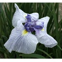 (ビオトープ)水生植物 花菖蒲 小笹川(コザサガワ)江戸系薄藤色三英花(1ポット)