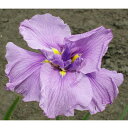 (ビオトープ)水生植物 花菖蒲 エンチャンディングメロディ 薄紫六英花(1ポット)