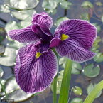 （ビオトープ）水辺植物　花菖蒲　葵の上（アオイノウエ）江戸系薄紫地濃紫脈白覆輪三英花（1ポット）