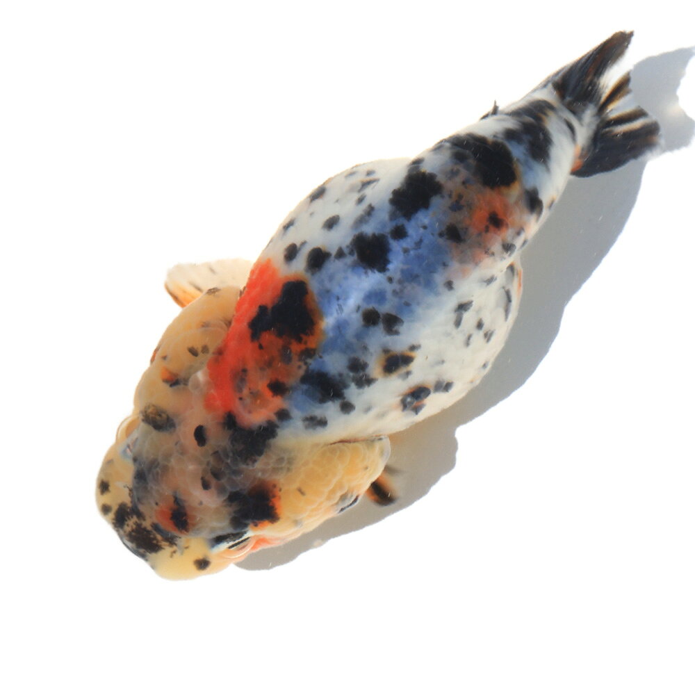 （金魚）一点物　江戸錦スモールフィン　8cm±（インドネシア産）（1匹）
