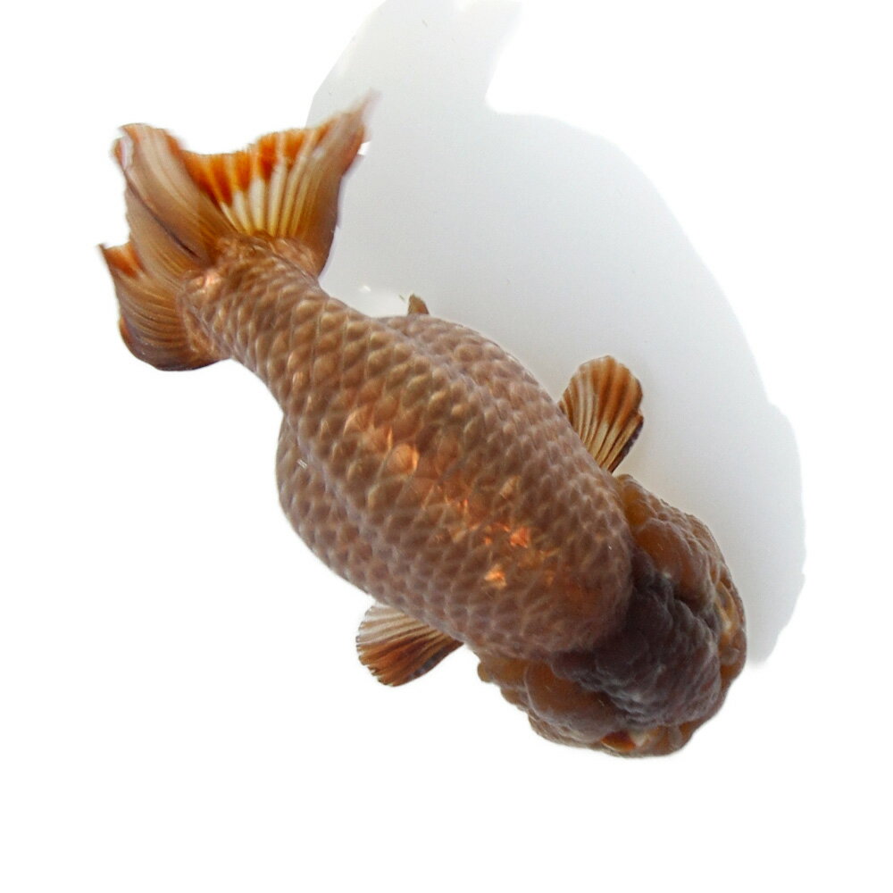 楽天市場】金魚 瑪瑙の通販