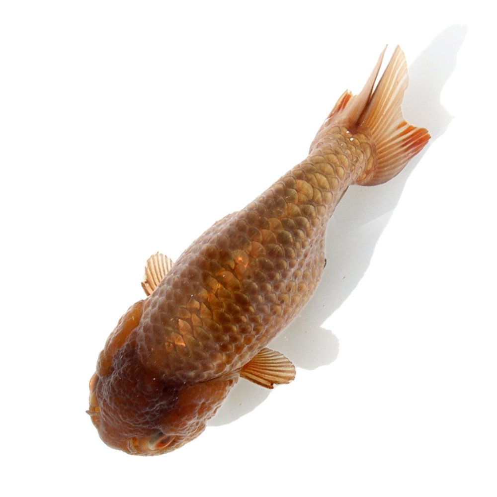 楽天市場】金魚 瑪瑙の通販