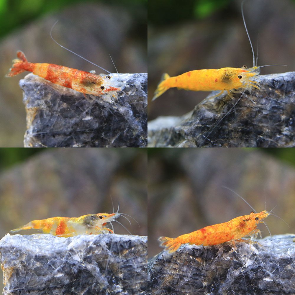 �ʥ��ӡ˥ۥåȥ����ȥ���������ס�3ɤ�ˡ��̳�ƻ���彣�Ҷ������ݲ�