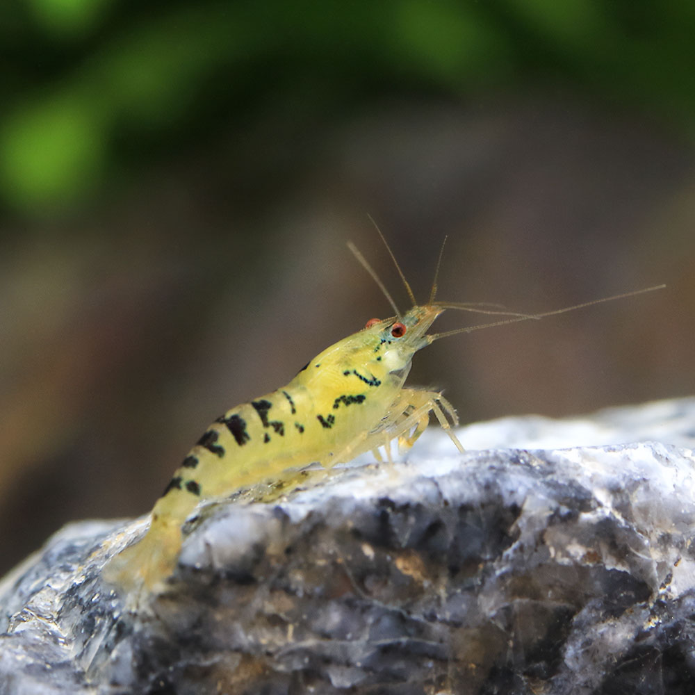 �ʥ��ӡ˥֥�å��ɥ饴�󡦥�����ס�3ɤ�ˡ��̳�ƻ���彣�Ҷ������ݲ�