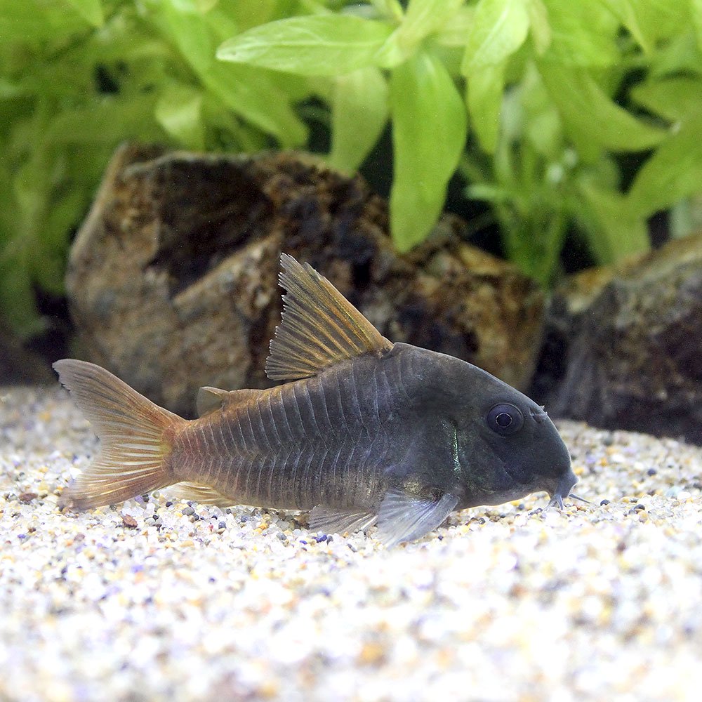 （熱帯魚）コリドラス　コンコロール　ジャンボサイズ　約7〜8cm（ブリード）（1匹）　北海道・九州航 ...