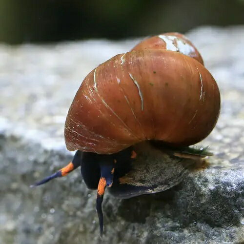 �ʥ��ӡ����˥ѥץ��˥塼���˥����֥롼�٥꡼���͡����3ɤ�ˡ��̳�ƻ���彣�Ҷ������ݲ�