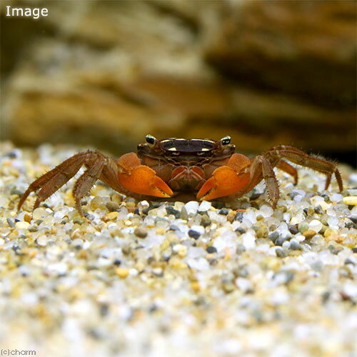 �ʥ��ӡ����ˡ˥�����ǥ󥹥ݥåȥ�åɥ����ࡦ����֡�3ɤ�ˡ��̳�ƻ���彣�Ҷ������ݲ�