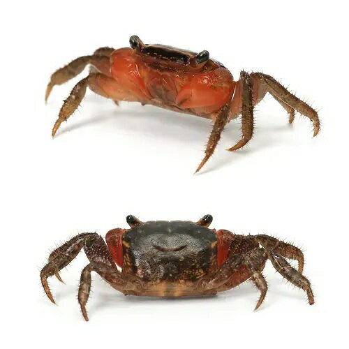 （エビ・カニ）レッドクロウクラブ（3匹）