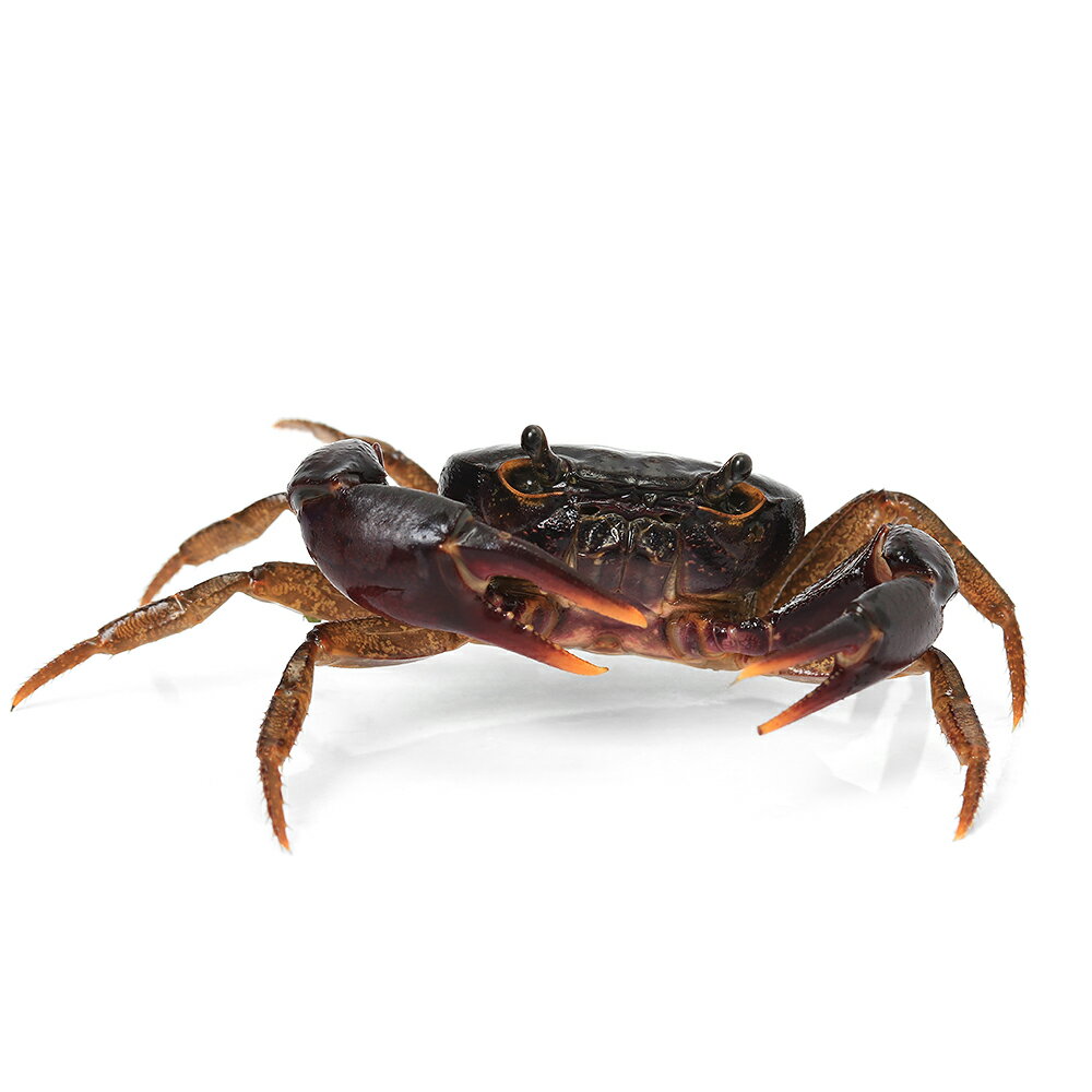 �ʥ��ӡ����ˡ˥���ɥ��塞�ˡ�1�ڥ���