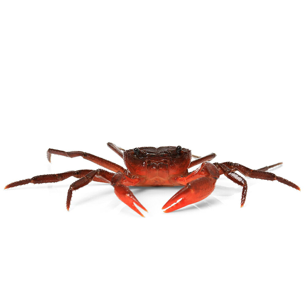 �ʥ��ӡ����ˡ˥ס����åȥ����������ե����륯��֡�1ɤ��