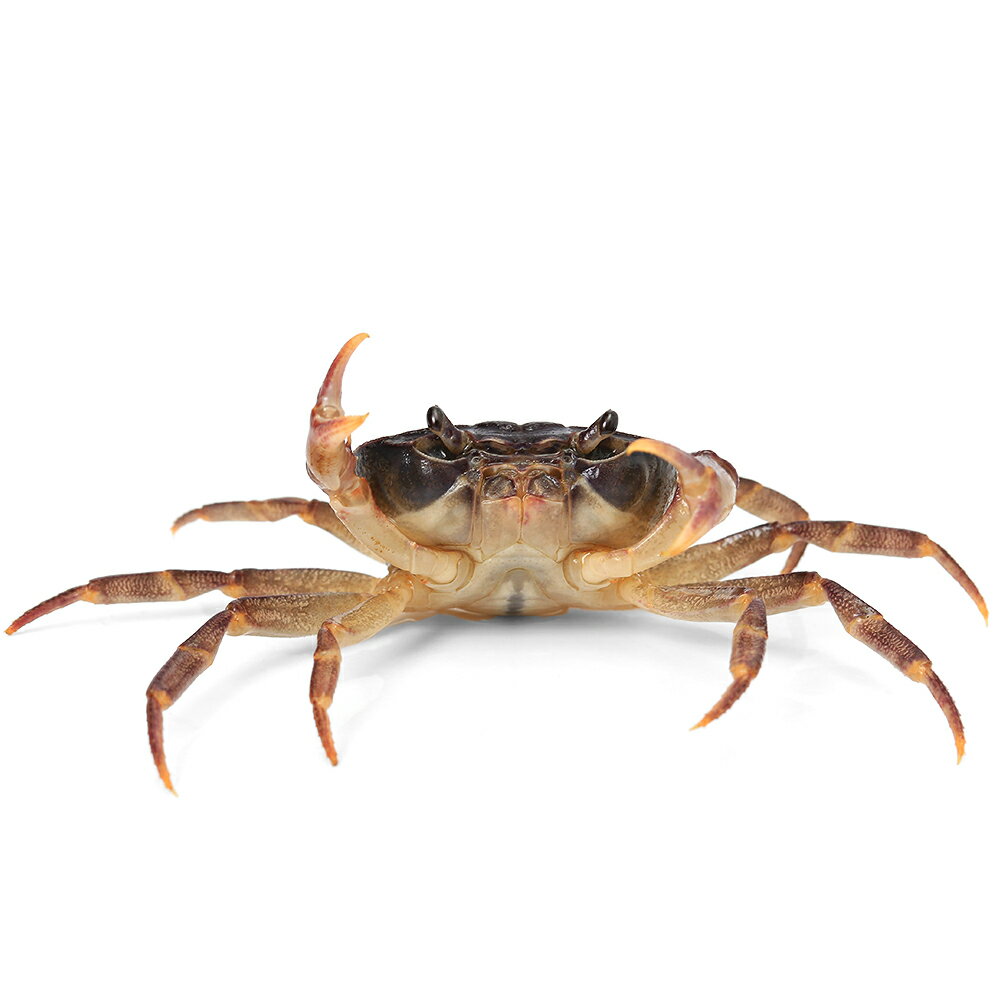 �ʥ��ӡ����ˡ˥�����ޥ��ˡ�1ɤ��