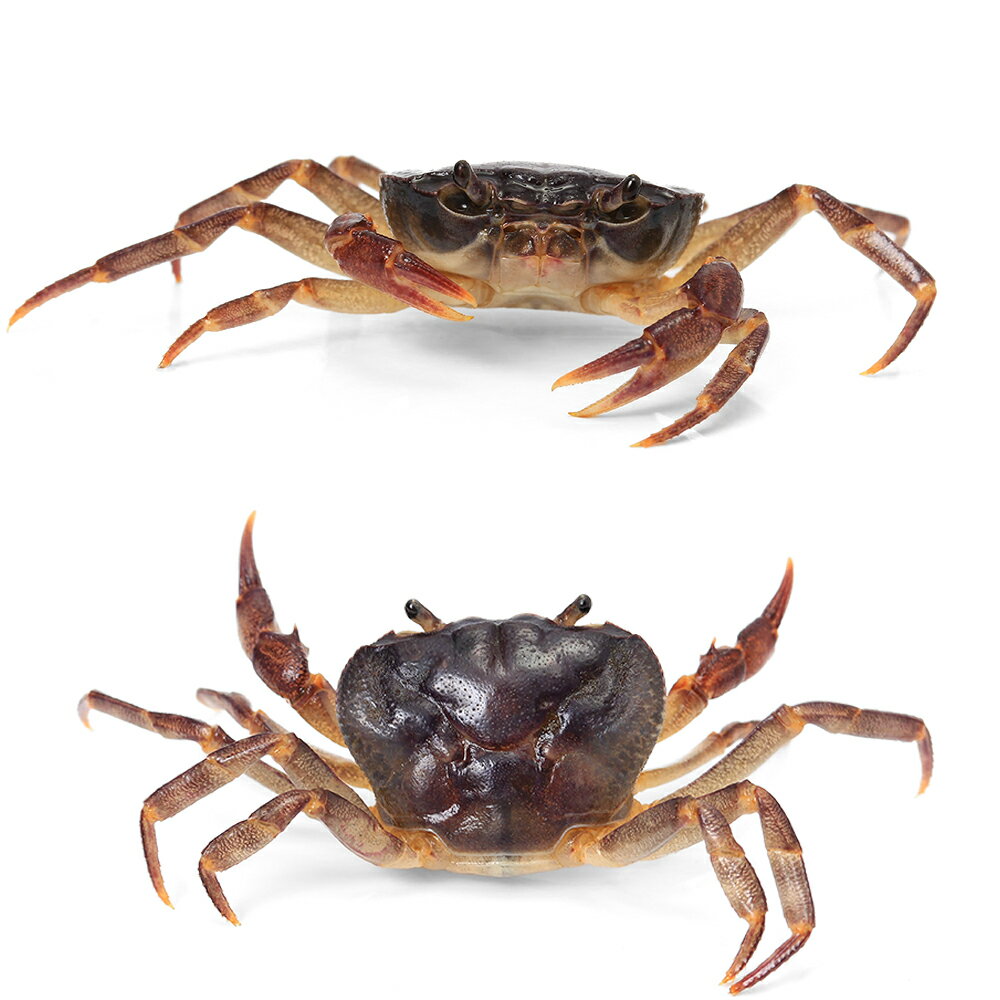 �ʥ��ӡ����ˡ˥�����ޥ��ˡ�1ɤ��