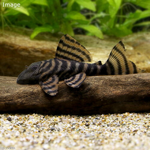 （熱帯魚）アレンカーラビリンス・タイガープレコ（ワイルド）（1匹）　北海道・九州航空便要保温