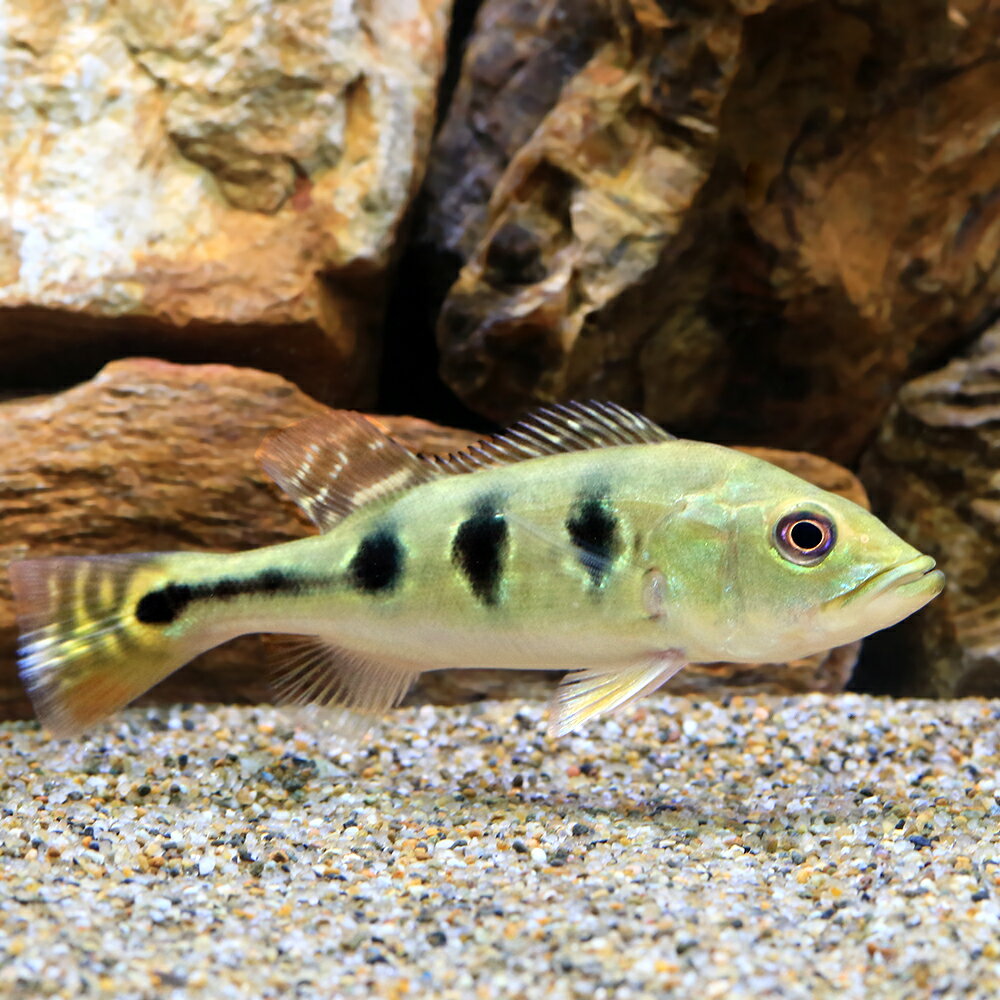 キクラ・ケルベリーゴールデンバッド...