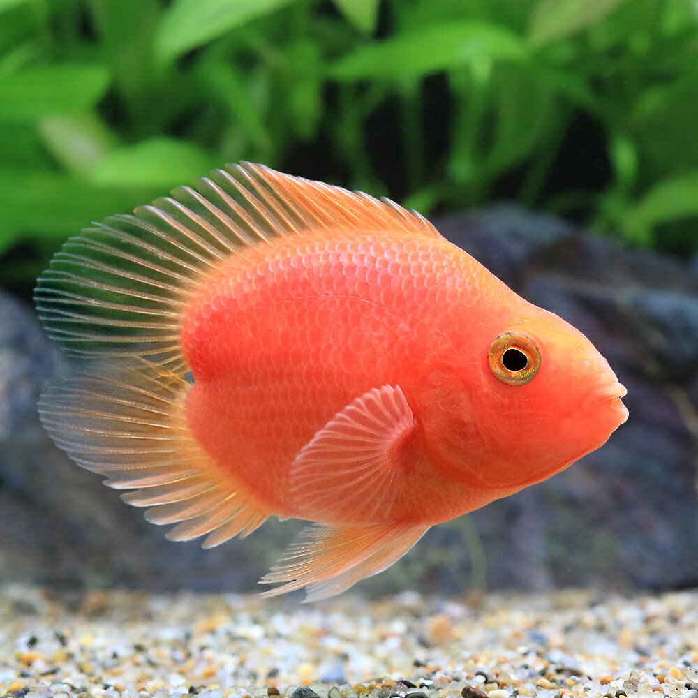 楽天市場】チャーム ハート（熱帯魚・アクアリウム｜ペット・ペット